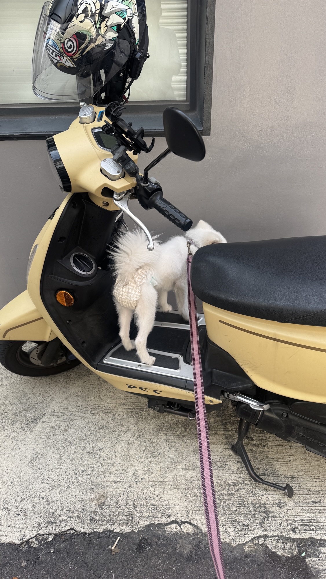 跟愛粉散步